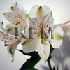 alstroemeria white flower